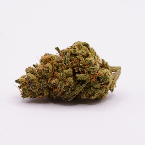 Medicus 27/1 GMO