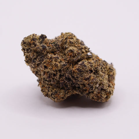 Vasco x Cipher BL - Blue Lobster